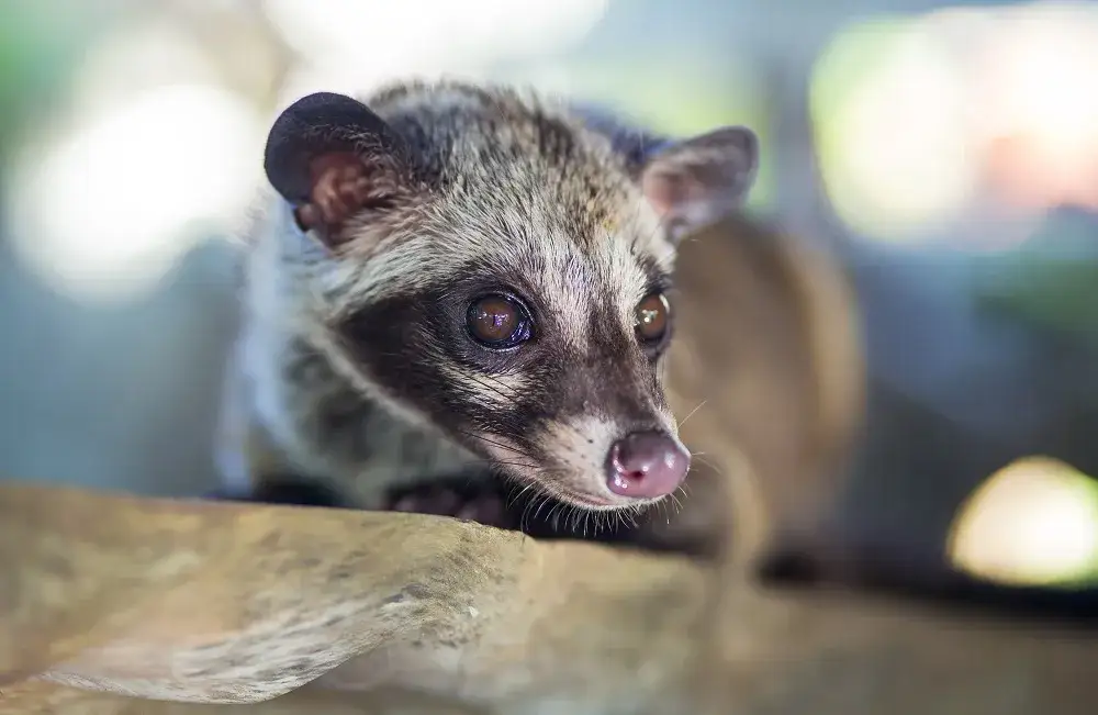 kopi luwak cyweta