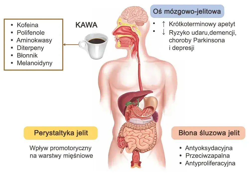 mechanizm działania kofeiny w m&oacute;zgu